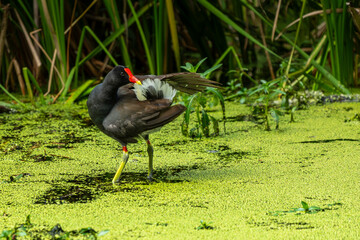 Moorhen Preening 