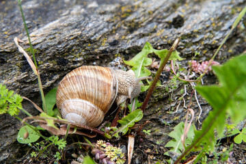 Close up Helix pomatia, or Roman snail, Burgundy snail, or escargot, an edible, air-breathing land snail, a pulmonate gastropod terrestrial mollusc in the family Helicidae on rock eating dandelions