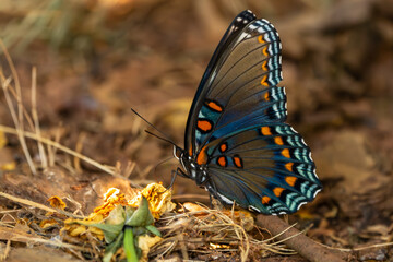 Red-spotted Purple Admiral Butterfly
