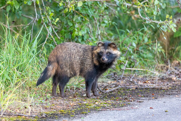 Marderhund am Pramort bei Zingst an der Ostsee.