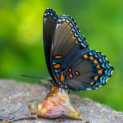 Red-spotted Purple Admiral Butterfly