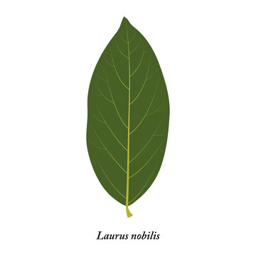 Laurus nobilis. Green leaf isolated on white background.