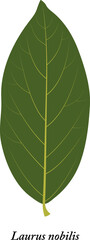 Laurus nobilis. Green leaf isolated on white background.