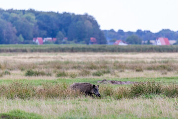 Wildschwein auf den Sundischen Wiesen bei Zingst an der Ostsee.