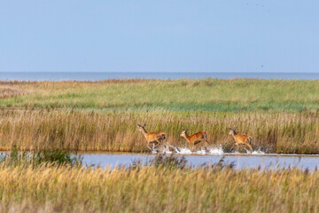 Rotwild rennt am Schilfrand durch das Wasser am Pramort bei Zingst an der Ostsee.