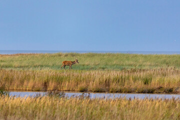 Junger Rothirsch am Pramort bei Zingst an der Ostsee.