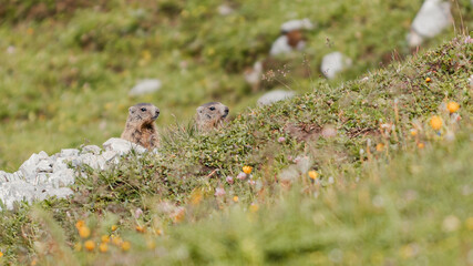 Junge Murmeltiere oberhalb der Alp Ramoz / Erzhorntälli