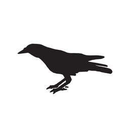 Ink pen vector silhouette of crow isolated on white background. Element for design,tattoo and printing