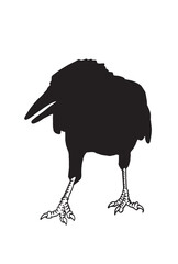 Ink pen vector silhouette of crow isolated on white background. Element for design,tattoo and printing
