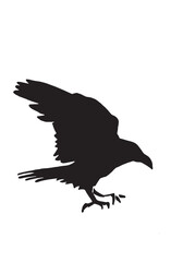 Ink pen vector silhouette of crow isolated on white background. Element for design,tattoo and printing