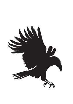 Ink pen vector silhouette of crow isolated on white background. Element for design,tattoo and printing