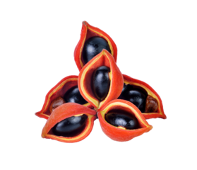 chestnuts (Sterculia monosperma) transparent png