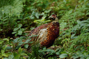 A young male pheasant