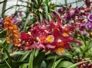 Oncidium orchid flower blooming in green house.