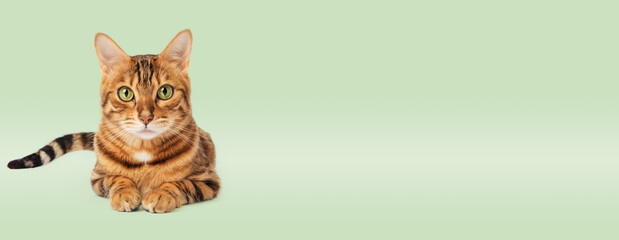Bengal cat on a green background.