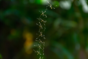 Insects