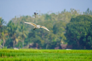 egrets in rice fields