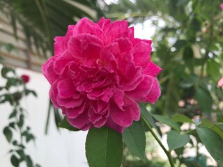 pink rose in garden