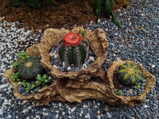 Melocactus matanzanus, common name dwarf Turk's-cap cactus or Turk's-cap cactus