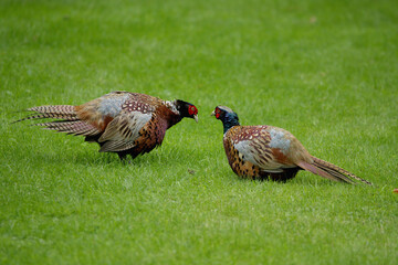 Pair of male pheasants