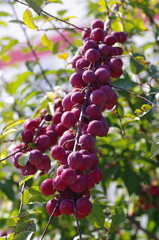 A branch of crab apple tree with bunch of fruits