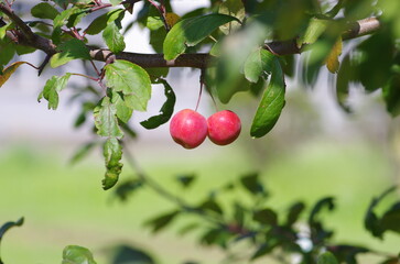 A branch of crab apple tree with bunch of fruits