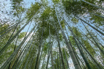 Low angle view of the Arashiyama Bamboo Grove or Sagano Bamboo Forest of Arashiyama, Japan consisting of mōsō bamboo (Phyllostachys edulis) 