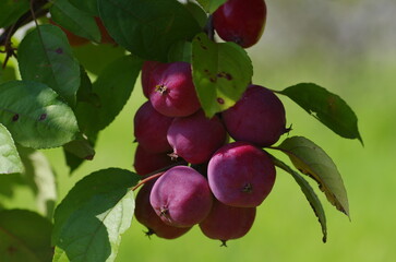 A branch of crab apple tree with bunch of fruits