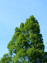 Beautiful green tree against blue sky