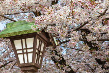 Low angle view of a wooden ornamental lantern between pink and white cherry blossom or Sakura on a branch of a Japanese Cherry tree in garden of Yasukuni shrine, Tokyo, Japan