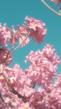 Vertical video of a blossomed pink lapacho and a clear blue sky.