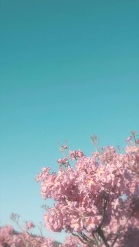 Vertical video of a blossomed pink lapacho and a clear blue sky.