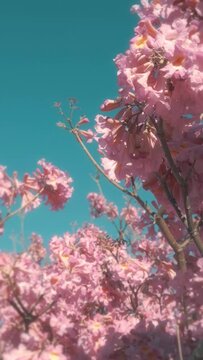 Vertical video of a blossomed pink lapacho and a clear blue sky.