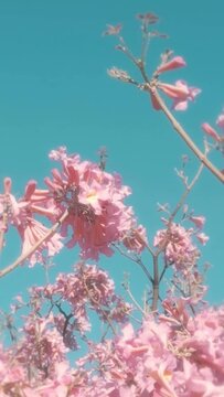 Vertical video of a blossomed pink lapacho and a clear blue sky.
