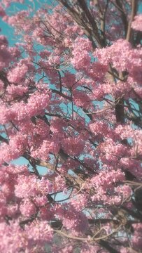 Vertical video of a blossomed pink lapacho and a clear blue sky.