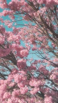 Vertical video of a blossomed pink lapacho and a clear blue sky.