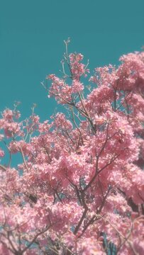 Vertical video of a blossomed pink lapacho and a clear blue sky.