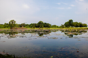 Lake pond with A Beautiful Blooming pink Lotus Water Lily Pad Flowers