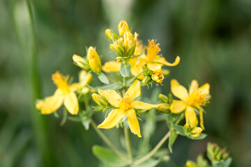 Medicinal plants - St. John's wort flowers. Hypericum perforatum. Yellow flowers. Natural background. Flowers in the wild.