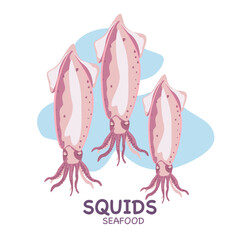 Vector set of squids for Mediterranean cuisine. Seafood. Top view, closed shell, open shell. Isolated on a white background. for the product market.