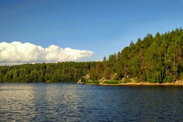 Obraz premium Landscape of the lake shore overgrown with forest