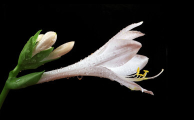 white lily flower in water drops isolated on black
