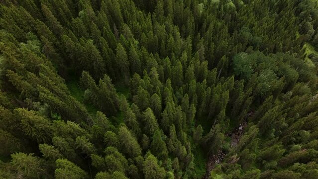 Aerial view of green summer forest with spruce and pine trees .