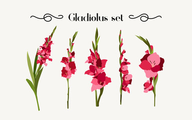 Set of beautiful chic gladioli in vector. Flat style. - obrazy, fototapety, plakaty