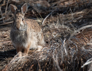 Hare on the ground