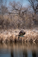 Osprey on the lake