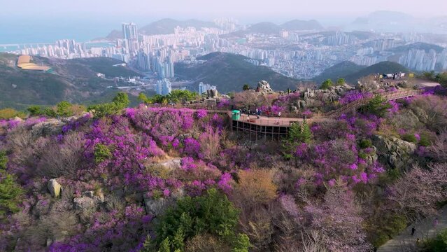 Jindallae azalea blooming in hwangryeongsan mountain, Busan, South Korea, Asia