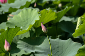 Obraz na płótnie Canvas Close-up of Lotus in the Pond