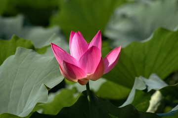 Close-up of Lotus in the Pond