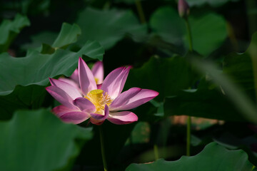 Close-up of Lotus in the Pond